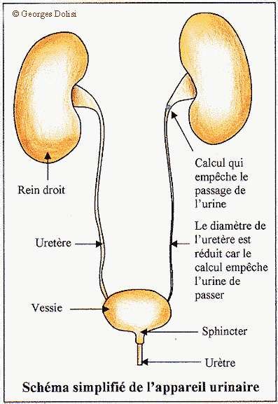 Méat urinaire : femme, homme, schéma, inflammation